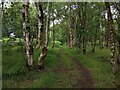 Path through Seabegs Wood in FK4 1GG
