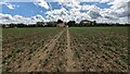 Bridleway Leading to Wolves Farm in IP7 6BG