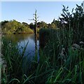 A stricken tree, Pond at the Nook in CV12 0JP