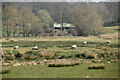 Sheep grazing, Rother floodplain in TN30 7PT
