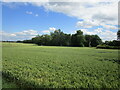 Wheat field and woodland, Northorpe in DN21 4AA