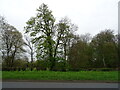 Woodland beside the A44 in WR11 2RF