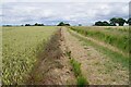 Footpath Wheat and Cheatgrass in CO16 7JB