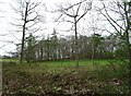 Field towards Dumfries Grove woodland in B49 5NJ