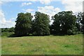 Trees at Caynham Camp in SY8 3BL