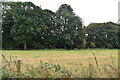 Farmland and woodland in IP17 1HN