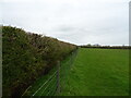 Footpath beside hedgerow, Flyford Flavell in WR7 4DG