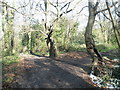 Footpath junction at Gundymoor Wood in PO7 8BG
