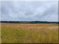 Farmland north of Stokes Lane in RG24 9JQ