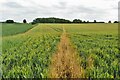 Hertfordshire Way crossing a wheat field in SG8 9SQ