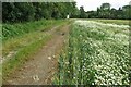Daisies along the Hertfordshire Way by Lords Wood in SG8 9SQ