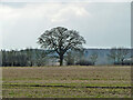 Hedgerow oak near Hobbs Wood in CO9 1QH