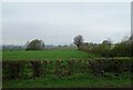 Crop field and hedgerow off Ludlow Road in HR6 0HA