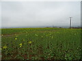 Oilseed rape crop, Raddle Bank in HR6 0HP