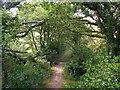 Trackway to Knowle plantation in EX8 5BR