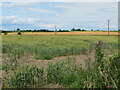 Crop field at Gowthorpe in YO41 5QN