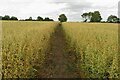Footpath through the oats in SG8 9RL