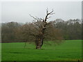 Old tree in field, Moorend in DY14 9JA