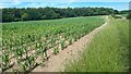 Field edge path towards Oxdown Copse in SP11 9PN