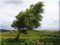 Moorland Below Dowsborough in TA5 1RZ