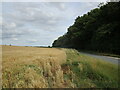 Barley field alongside Osier Carr near Fring in Fring
