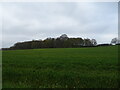 Cereal crop towards Shotgrove Coppice in WR6 6TS