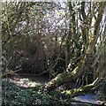 Unnamed brook, Stretton Baskerville in Stretton Baskerville