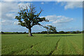 Farmland, Calne Without in SN11 0PX