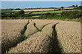 Farmland, St Eval in PL27 7TA