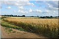 Wheat field by The Street, Haultwick in SG11 1JH