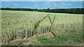 Footpath through crops near Cutler's Farm in BH21 4JN