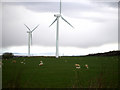 Sheep and lambs don't mind wind farms! in CA14 4YA