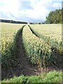 Tractor tracks in the wheat field in NE71 6QP