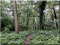 Path through Foxlydiate Wood, Redditch in B97 6QH