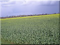 Field of Oilseed Rape in TF6 6RF