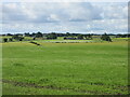 Grassland near Cultercullen in AB41 6RB