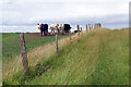 Cattle on Tumley Hill in CV23 0JA