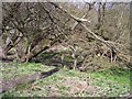 Footbridge with Fallen Tree in WN4 0UU