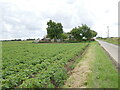 Potato field and Delgate Lodge in PE12 0XB