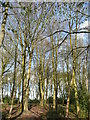 Beeches in Burton's Wood in HP8 4AG