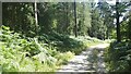 Forest track in Godshill Inclosure in SP6 2RA