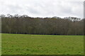 Pasture and woodland in RH6 9JJ