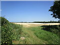 Barley field, Castle Rising in PE30 3PD