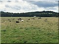Cattle, Plean in FK7 8AN