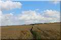 Field of Wheat beside Sandy Bank in DL6 1SP