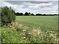 Field on the edge of Airth in FK2 8FX