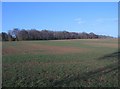 Farmland in the spring - Spier's Copse in RG24 9NF