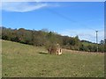 Woodland, meadow and old hut, Pishill in RG9 6HH