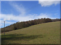 Pasture and woodland edge, Pishill in RG9 6HH