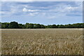Kerdiston: Barley crop in NR10 4RJ